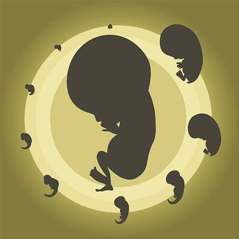 Royalty Free Embryo Clip Art Vector Images And Illustrations Istock