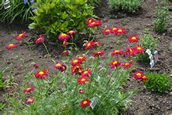 Robinson S Red Painted Daisy Tanacetum Coccineum Robinson S Red In