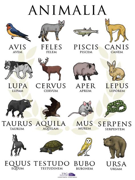 Animalia Digital Latin Poster Etsy Latin Language Learning
