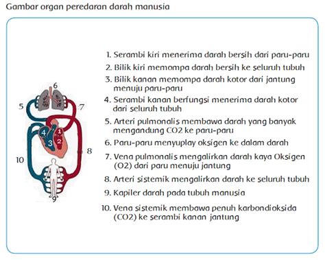 Cara Kerja Organ Peredaran Darah Manusia Halaman 7 - Cara Mania