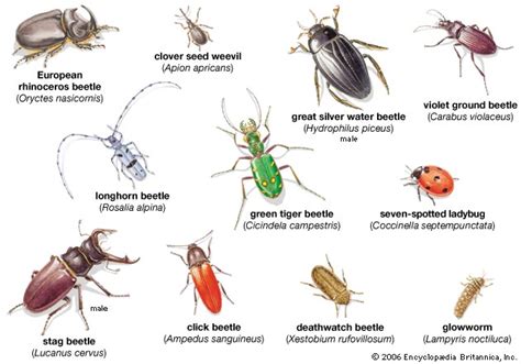 Pond Life Beetles