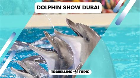 Dolphin Show Dubai Dolphinarium Tickets Price