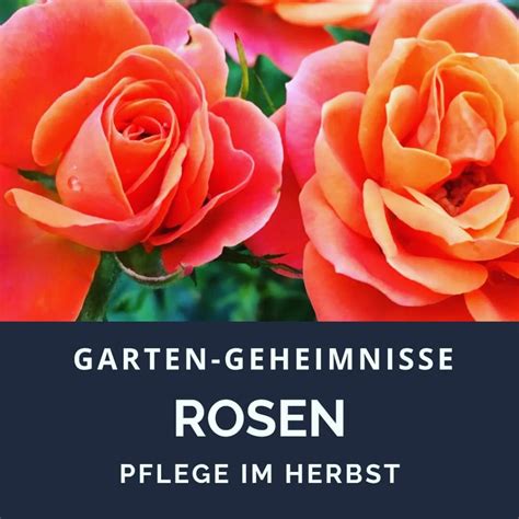 Rosen Pflege Im Herbst Garten Geheimnisse