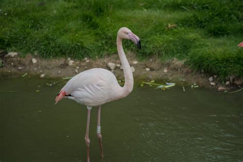 Greater Flamingo in ZUFARI at Chessington Zoo