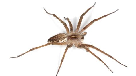 Wolf Spider Bite Everything You Need To Know In 2023 W Pictures