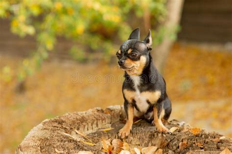 Chihuahua Is Sitting On The Bench Pretty Brown Chihuahua Dog Standing