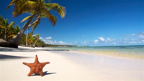 Starfish On The Tropical Beach Hd Wallpaper Download