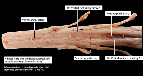 Dog Arteries And Veins The Y Guide