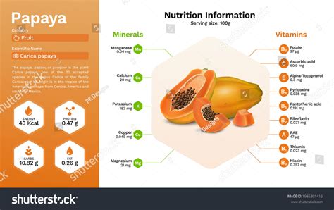Papaya Nutritional Properties Vector Illustration Stock Vector Royalty