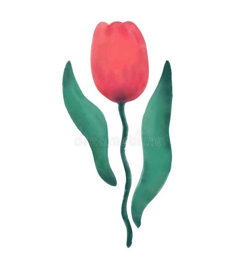 Red Tulip Stem Watercolor Painting Stock Illustrations 207 Red Tulip