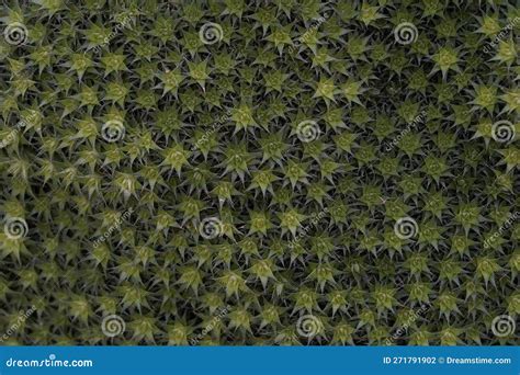 Plant Background Made Of Tiny Star Shaped Plants Growing Densely