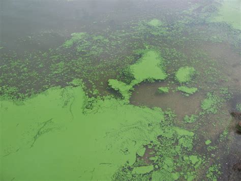 Harmful Algal Blooms U S Geological Survey