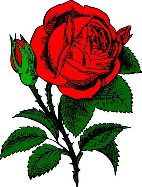 Mawar Bunga Merah Gambar Vektor Gratis Di Pixabay