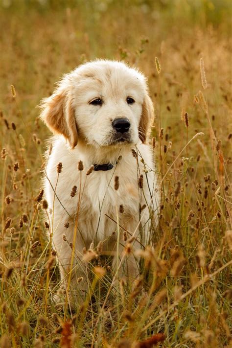 Golden Retriever Puppies 25 Cute Goldies Talk To Dogs