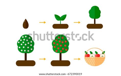 Vector Illustration Growth Stages Apple Trees Stock Vector Royalty