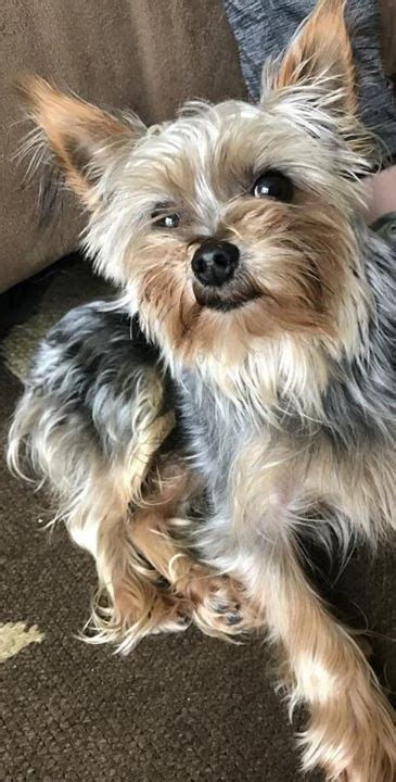 Is This Your Dog Minneapolis Yorkshire Terrier Yorkie Male Date