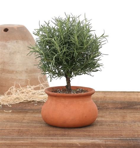 These 13 photographs showcase indoor topiaries at their best. 523, Rosemary Live Topiary Plants | Rosemary tree, Topiary ...