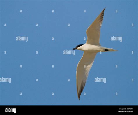 Gull Billed Tern In Flight Stock Photo Alamy