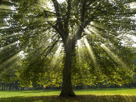 Синонимы английских слов с переводом (synonyms for english words). What Does the Sycamore Tree Symbolize? | Synonym