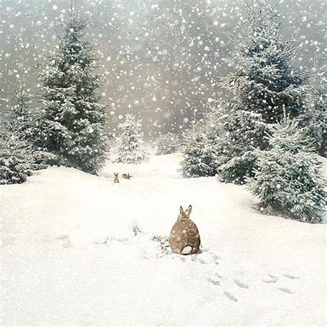Bunny Woods Christmas Card Design By Jane Crowther For Bug Art