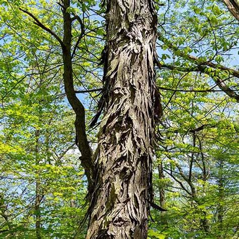 How To Grow And Care For Hickory Trees Gardeners Path