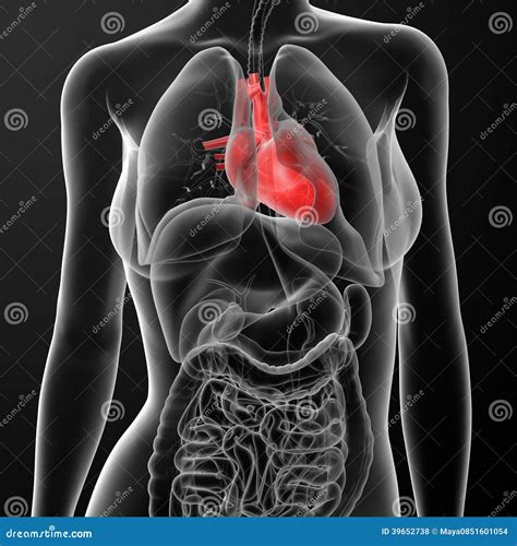 3d Render Female Anatomy Heart Stock Illustration Illustration Of