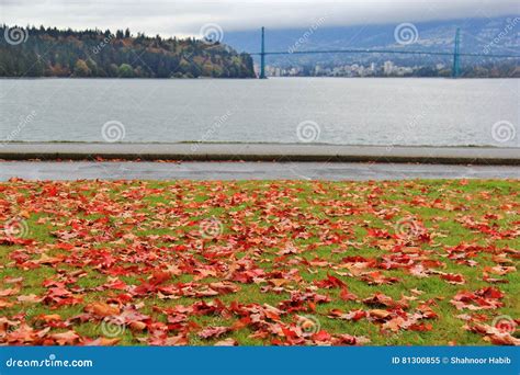 Lions Gate Bridge Fall Color Autumn Leaves City Landscape In Stanley