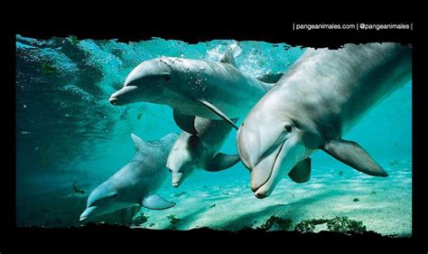 DelfÍn Características Tipos Qué Come Y Hábitat Pangea Animales