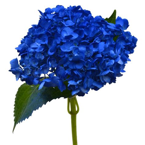 Fantasy Farms 30 Stems Navy Blue Hydrangea 60cm Fresh Cut Flowers