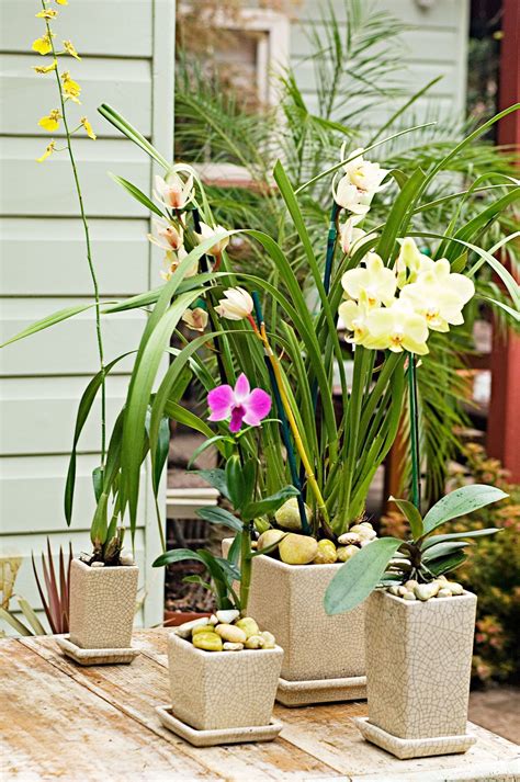 How To Repot Orchids A Step By Step Guide Orchids Growing Orchids