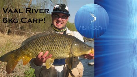 Big Common Carp Caught In The Vaal River On bait | Fish The Sea - YouTube