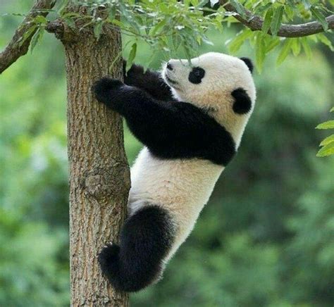 Animals And Pets Funny Animals Baby Pandas Wild Animals Panda Bebe
