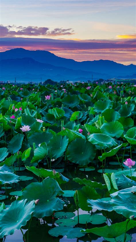 Download Wallpaper 750x1334 Lotus Lake Beautiful Bloom Adorable