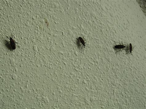 Fortunately, most tiny black beetles typically found in homes can be controlled without much ado. The Hour of the Machine: October 2011