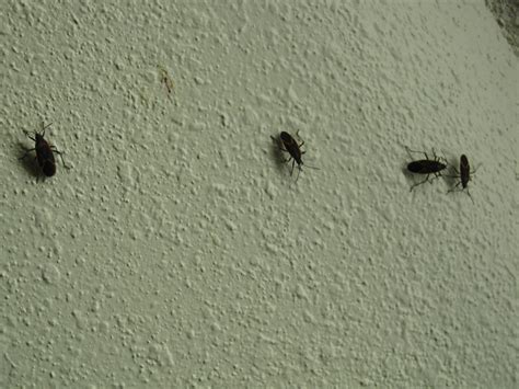 How do i get rid of little black bugs in my bedroom? The Hour of the Machine: October 2011