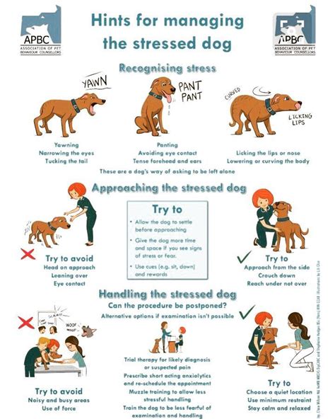 Understanding Canine Behavior Signs And Symptoms Of Stress In Dogs