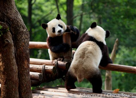 Panda Velká Xiongmao Siung Mao Čína China Tours