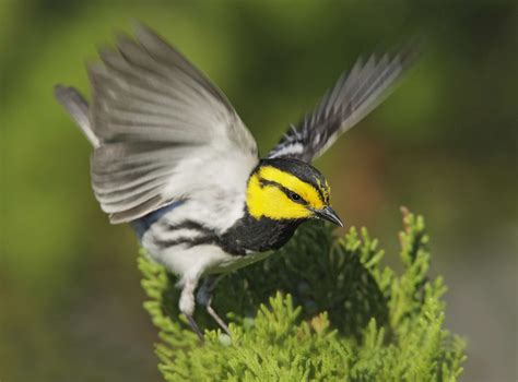 10 Of North Americas Most Endangered Birds