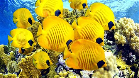 Free Download 71 Tropical Fish Wallpapers On Wallpaperplay 1920x1080