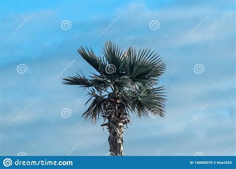 Palm Tree Tropics Sky Stock Image Image Of Ocean