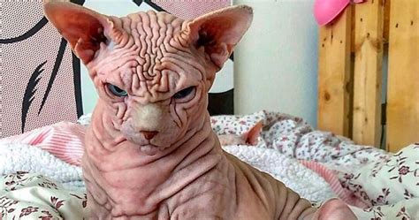 30 Times Sphynx Cats Proved Theyre Not The Best Photo Models Cranky