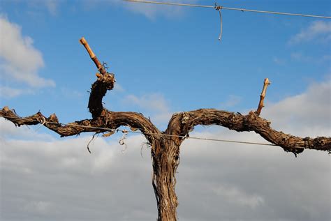 Denominación de Origen Tacoronte-Acentejo. Vinos, viñas y noticias