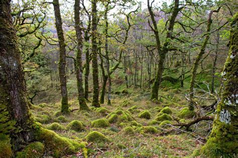 Exploring The Celtic Rainforest Walkhighlands