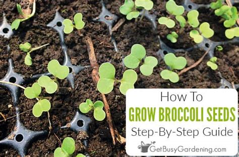 How To Grow Broccoli From Seed Step By Step Get Busy
