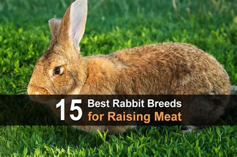 12 best rabbit breeds for raising meat homestead survival site