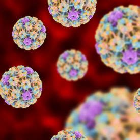 HPV Human Papillomavirus What You Need To Know Bloom OBGYN