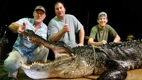 Record Breaking Alligators In Alabama A Look Back At Recent Events