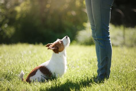 How To Find The Best Dog Obedience Training School Readers Digest