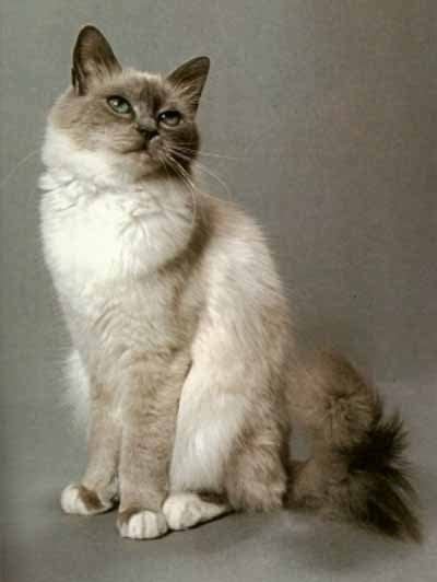 Kucing ragdoll mempunyai bulu sederhana panjang. Jenis Kucing: Birman