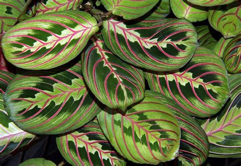 18 Of The Most Colorful House Plants That Are Hard To Kill Plants